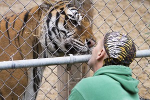 Haley_Tiger_01-